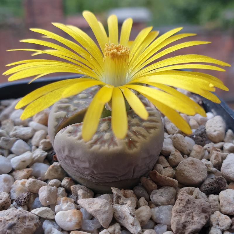 Lithops_dorotheae_C300_3.jpg